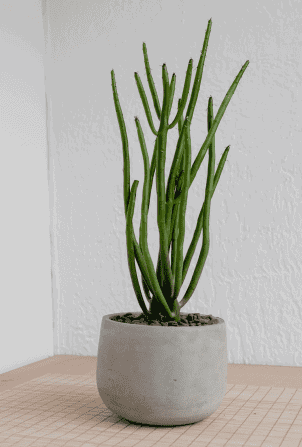 Comment nanifier une plante?