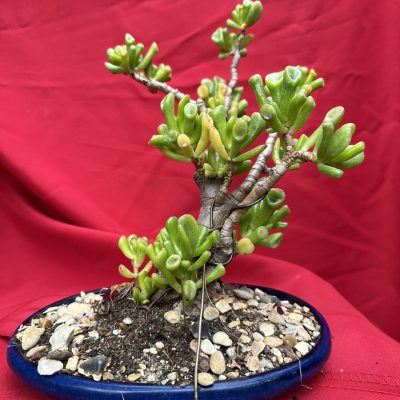 crassula hobbit
