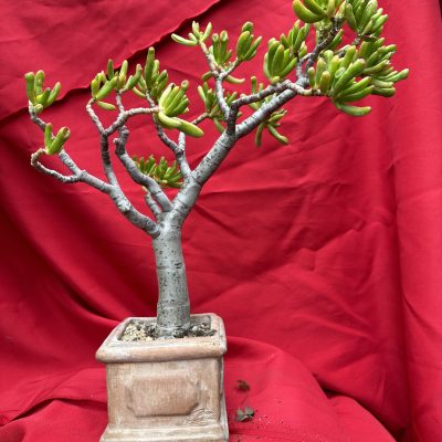 crassula