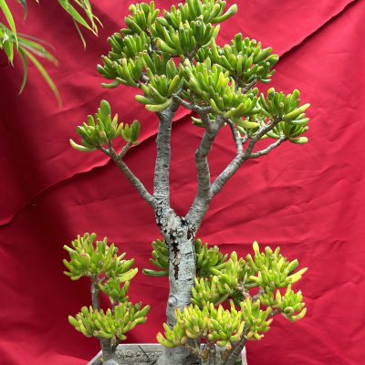 crassula hobbit