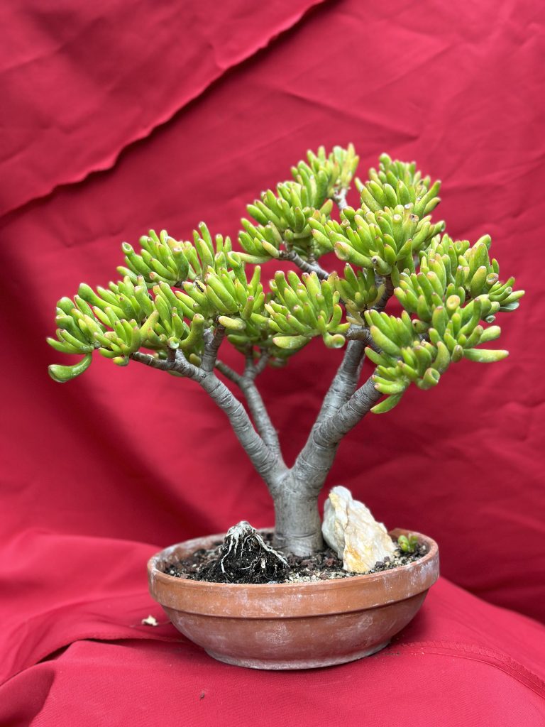 Guide de soins ultime pour les plantes grasses et les cactus : Tout ce que vous devez savoir