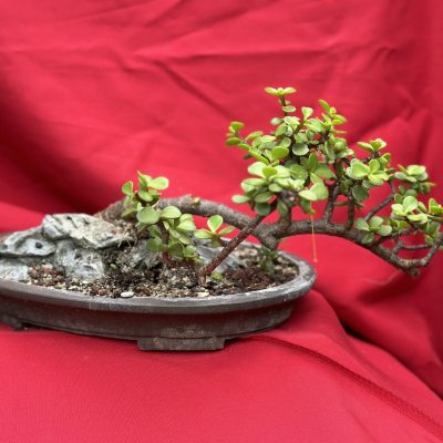 crassula portulacea