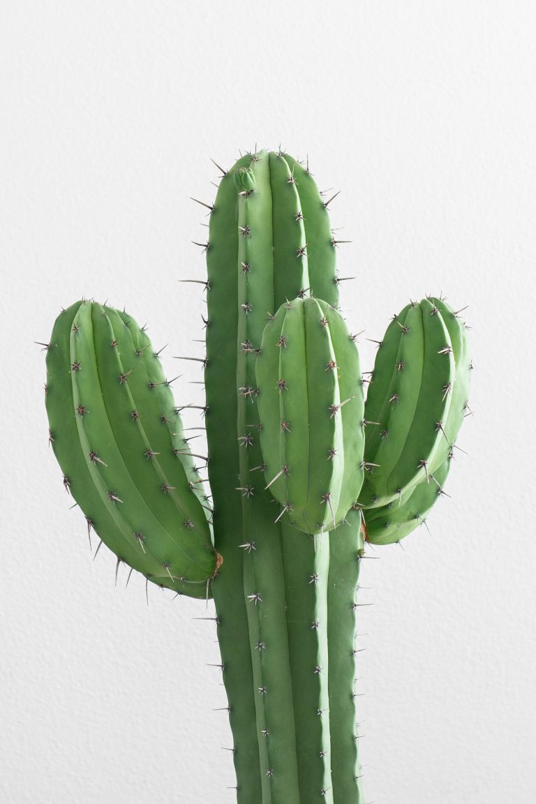 Les cactus et plantes grasses les plus populaires pour votre jardin intérieur
